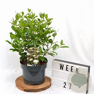 Viburnum tinus 40-60 cm 5,0L