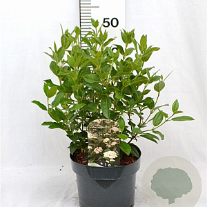 Viburnum tinus 40-60 cm 5,0L