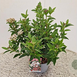 Viburnum tin. 'Eve Price' 30-35 cm 2,5L