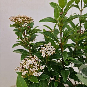 Viburnum tin. 'Eve Price' 30-35 cm 2,5L