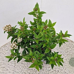 Viburnum tin. 'Eve Price' 30-35 cm 2,5L