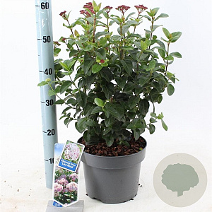 Viburnum tin. Lisarose 35-45 cm 5,0L