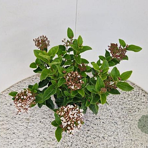 Viburnum tin. Lisarose 40-45 cm 2,5L