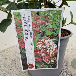 Viburnum tin. Lisarose 40-45 cm 2,5L
