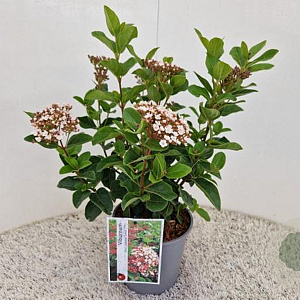 Viburnum tin. Lisarose 40-45 cm 2,5L