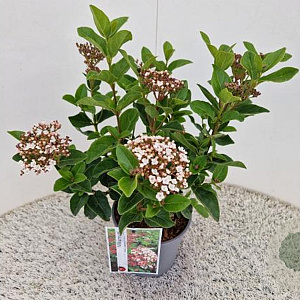Viburnum tin. Lisarose 40-45 cm 2,5L