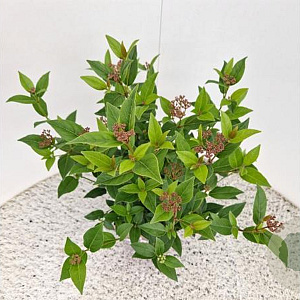 Viburnum tin. Spirit 40-45 cm 2,5L