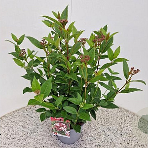 Viburnum tin. Spirit 40-45 cm 2,5L
