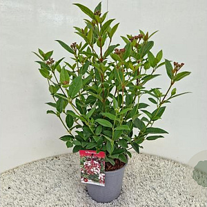 Viburnum tin. Spirit 40-45 cm 2,5L