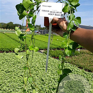 Vinca major plantgoed P9