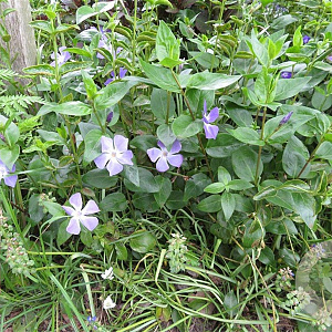 Vinca major plantgoed P9