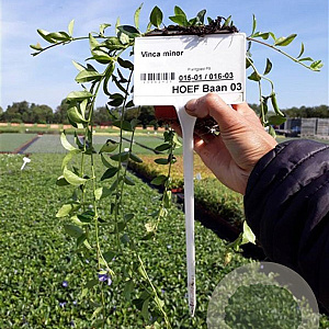 Vinca minor plantgoed P9