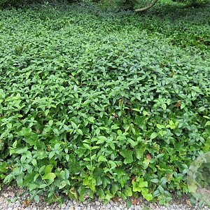 Vinca minor plantgoed P9