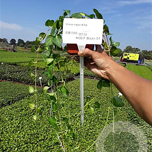 Vinca minor 'Alba' plantgoed P9