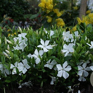 Vinca minor 'Alba' plantgoed P9