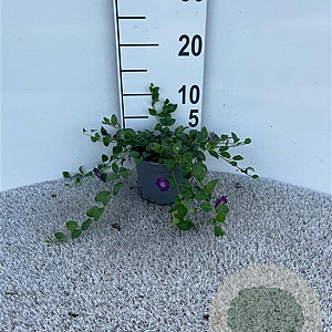 Vinca minor 'Atropurpurea' 20-30 cm C1.3