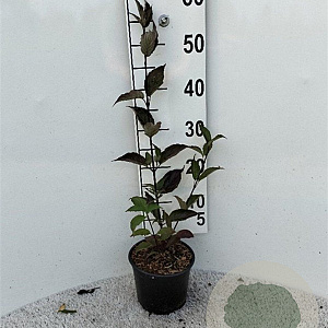 Cornus alba 'Kesselringii' plantgoed 2,0L