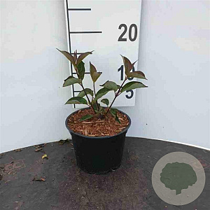 Cornus alba 'Kesselringii' plantgoed 2,0L