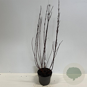 Cornus alba Miracle 60-80 cm 4,0L