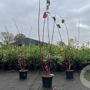 Cornus alba 'Sibirica' 60-80 cm 3,0L