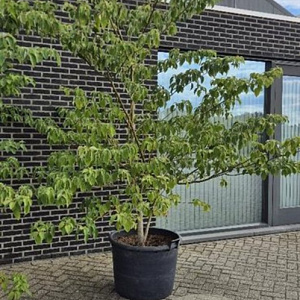 Cornus controversa 225-250 cm cont. 90L