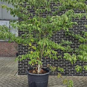 Cornus controversa 225-250 cm cont. 90L