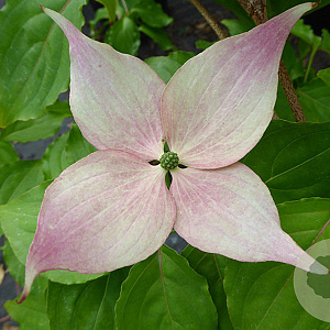 Cornus k. 'Dwarf Pink' 50-60 cm 10L