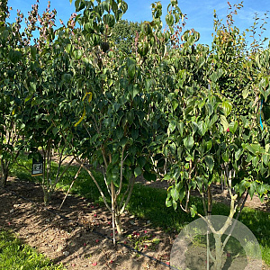 Cornus k. 'Schmetterling' 175-200 cm draadkluit struik