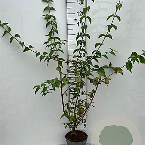 Cornus mas 80-100 cm 5,0L