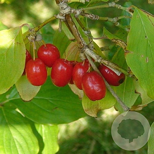 Cornus mas 150-175 cm draadkluit struik