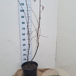 Corylus 'Rode Zellernoot' 125-150 cm 12L