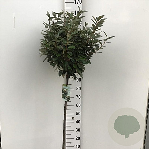 Elaeagnus ebb. 'Compacta' 90 cm stam 10L