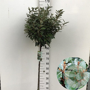 Elaeagnus ebb. 'Compacta' 90 cm stam 10L