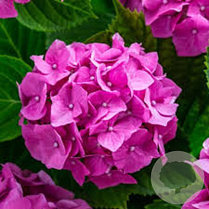 Hydrangea m. 'Little Pink' 20-25 cm 3,0L