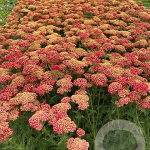Achillea m. 'Paprika' GM 2,0L
