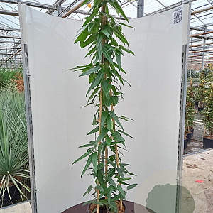 Clematis arm. 'Hendersonii Rubra' 175-200 cm 20L 3 stok