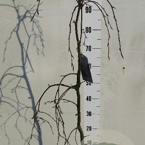 Fagus syl. 'Purple Fountain' 60-80 cm 7,5L