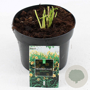 Hemerocallis 'Stella de Oro' GM 2,0L