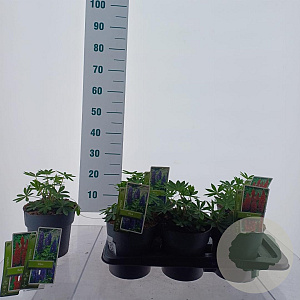 Lupinus Gallery Mix GM 2,0L