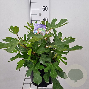 Ficus car. Little Miss Figgy 50-60 cm 5,0L