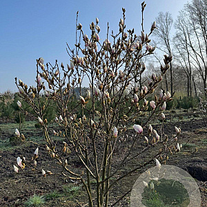 Magnolia soulangeana 200-250 cm draadkluit meerstammig