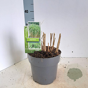 Miscanthus giganteus 50-60 cm 3,0L