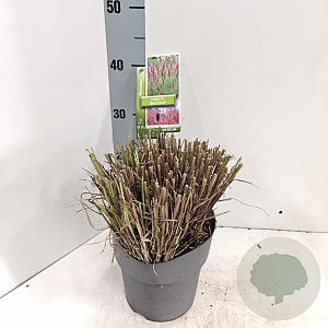 Miscanthus sin. 'Red Chief' GM C3