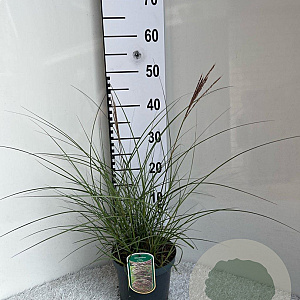 Miscanthus sin. 'Red Chief' GM C3