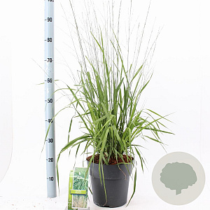 Molinia arund. 'Skyracer' 50-80 cm 6,5L