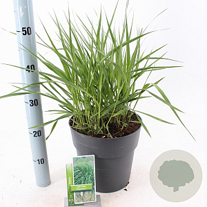 Molinia arund. 'Skyracer' 50-80 cm 6,5L