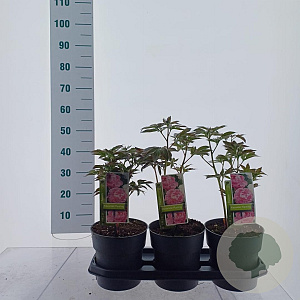 Paeonia (LD) 'Alexander Fleming' 40-50 cm 3,0L