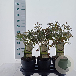 Paeonia (LD) 'Duchesse de Nemours' 40-50 cm 3,0L