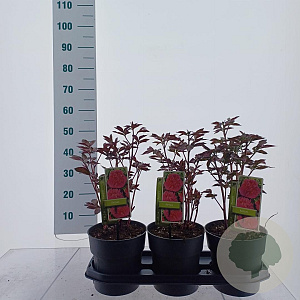 Paeonia (LD) 'Kansas' 40-50 cm 3,0L