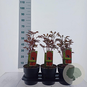 Paeonia (LD) 'Karl Rosenfield' 40-50 cm 3,0L